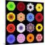 Big Collection of Various Colorful Pattern Flowers-tr3gi-Mounted Art Print