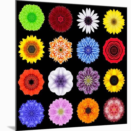 Big Collection of Various Colorful Pattern Flowers-tr3gi-Mounted Art Print