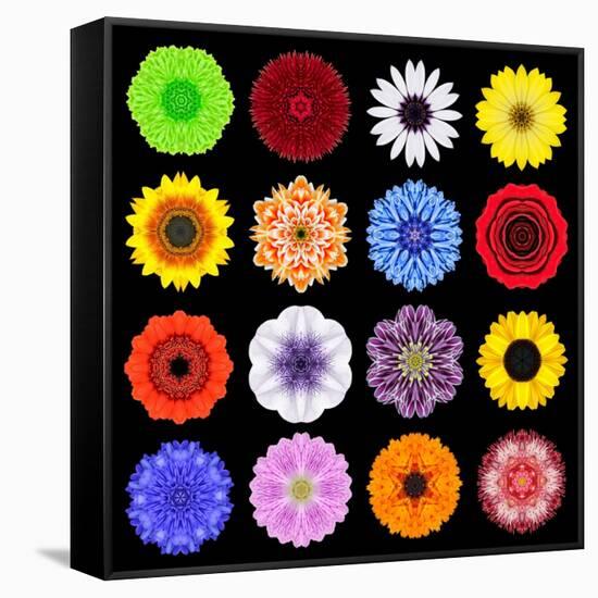 Big Collection of Various Colorful Pattern Flowers-tr3gi-Framed Stretched Canvas