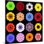 Big Collection of Various Colorful Pattern Flowers-tr3gi-Mounted Art Print