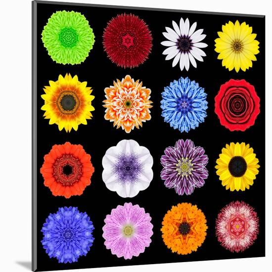 Big Collection of Various Colorful Pattern Flowers-tr3gi-Mounted Art Print