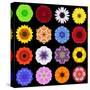 Big Collection of Various Colorful Pattern Flowers-tr3gi-Stretched Canvas