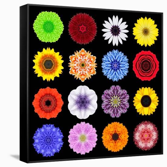 Big Collection of Various Colorful Pattern Flowers-tr3gi-Framed Stretched Canvas