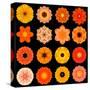 Big Collection of Various Orange Pattern Flowers-tr3gi-Stretched Canvas
