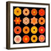 Big Collection of Various Orange Pattern Flowers-tr3gi-Framed Art Print