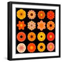 Big Collection of Various Orange Pattern Flowers-tr3gi-Framed Art Print