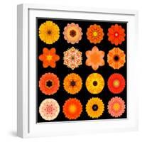 Big Collection of Various Orange Pattern Flowers-tr3gi-Framed Art Print