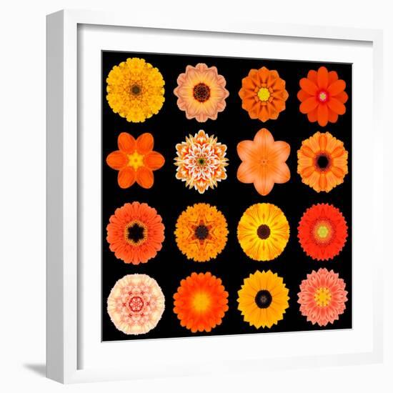 Big Collection of Various Orange Pattern Flowers-tr3gi-Framed Art Print