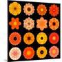 Big Collection of Various Orange Pattern Flowers-tr3gi-Mounted Art Print
