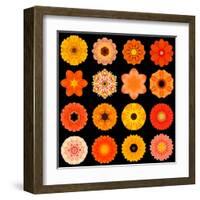 Big Collection of Various Orange Pattern Flowers-tr3gi-Framed Art Print