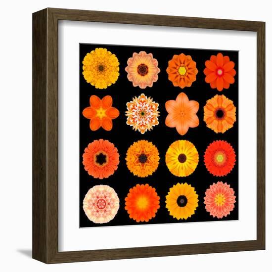 Big Collection of Various Orange Pattern Flowers-tr3gi-Framed Art Print