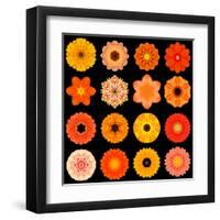 Big Collection of Various Orange Pattern Flowers-tr3gi-Framed Art Print