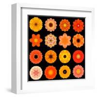 Big Collection of Various Orange Pattern Flowers-tr3gi-Framed Art Print