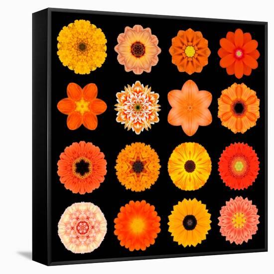 Big Collection of Various Orange Pattern Flowers-tr3gi-Framed Stretched Canvas