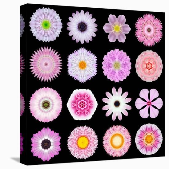 Big Collection of Various Pink Pattern Flowers-tr3gi-Stretched Canvas