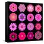 Big Collection of Various Purple Pattern Flowers-tr3gi-Framed Stretched Canvas