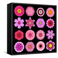 Big Collection of Various Purple Pattern Flowers-tr3gi-Framed Stretched Canvas