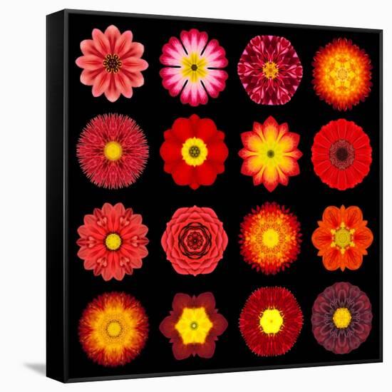 Big Collection of Various Red Pattern Flowers-tr3gi-Framed Stretched Canvas