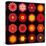 Big Collection of Various Red Pattern Flowers-tr3gi-Stretched Canvas