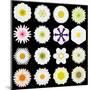 Big Collection of Various White Pattern Flowers-tr3gi-Mounted Art Print