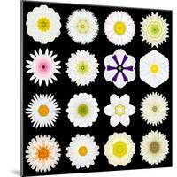 Big Collection of Various White Pattern Flowers-tr3gi-Mounted Art Print