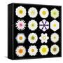 Big Collection of Various White Pattern Flowers-tr3gi-Framed Stretched Canvas