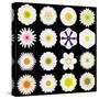 Big Collection of Various White Pattern Flowers-tr3gi-Stretched Canvas