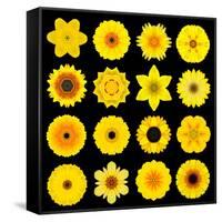 Big Collection of Various Yellow Pattern Flowers-tr3gi-Framed Stretched Canvas