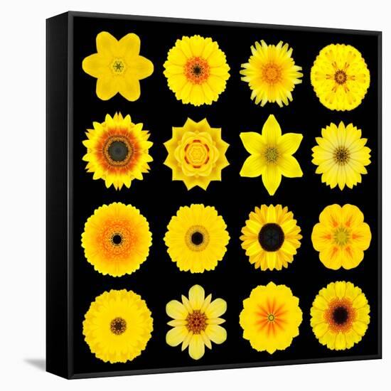 Big Collection of Various Yellow Pattern Flowers-tr3gi-Framed Stretched Canvas