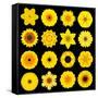 Big Collection of Various Yellow Pattern Flowers-tr3gi-Framed Stretched Canvas