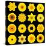 Big Collection of Various Yellow Pattern Flowers-tr3gi-Stretched Canvas