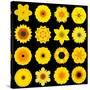 Big Collection of Various Yellow Pattern Flowers-tr3gi-Stretched Canvas