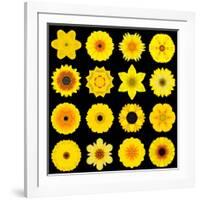 Big Collection of Various Yellow Pattern Flowers-tr3gi-Framed Art Print