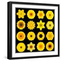 Big Collection of Various Yellow Pattern Flowers-tr3gi-Framed Art Print