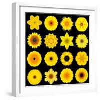 Big Collection of Various Yellow Pattern Flowers-tr3gi-Framed Art Print