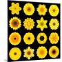 Big Collection of Various Yellow Pattern Flowers-tr3gi-Mounted Art Print
