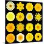 Big Collection of Various Yellow Pattern Flowers-tr3gi-Mounted Art Print