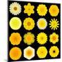 Big Collection of Various Yellow Pattern Flowers-tr3gi-Mounted Art Print