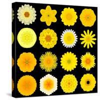 Big Collection of Various Yellow Pattern Flowers-tr3gi-Stretched Canvas