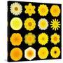 Big Collection of Various Yellow Pattern Flowers-tr3gi-Stretched Canvas