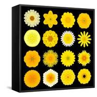 Big Collection of Various Yellow Pattern Flowers-tr3gi-Framed Stretched Canvas