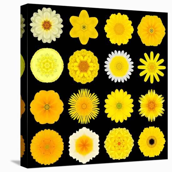 Big Collection of Various Yellow Pattern Flowers-tr3gi-Stretched Canvas