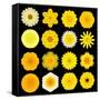 Big Collection of Various Yellow Pattern Flowers-tr3gi-Framed Stretched Canvas