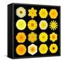 Big Collection of Various Yellow Pattern Flowers-tr3gi-Framed Stretched Canvas