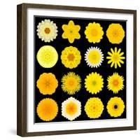 Big Collection of Various Yellow Pattern Flowers-tr3gi-Framed Premium Giclee Print