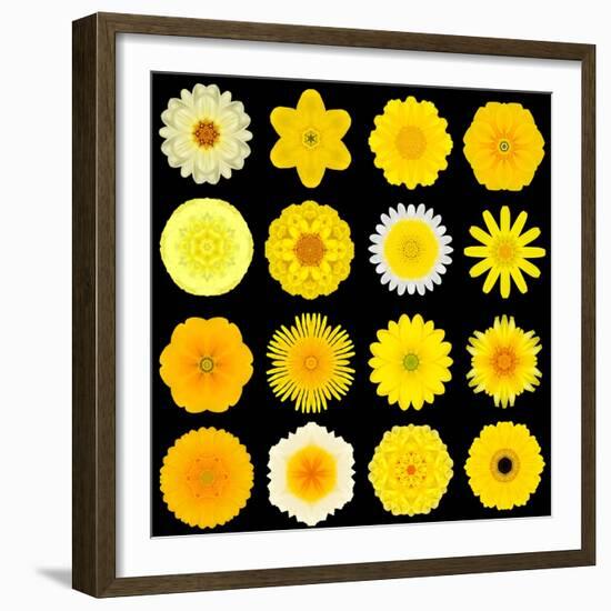 Big Collection of Various Yellow Pattern Flowers-tr3gi-Framed Premium Giclee Print