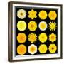 Big Collection of Various Yellow Pattern Flowers-tr3gi-Framed Premium Giclee Print