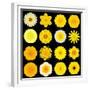Big Collection of Various Yellow Pattern Flowers-tr3gi-Framed Premium Giclee Print