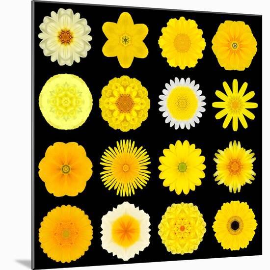 Big Collection of Various Yellow Pattern Flowers-tr3gi-Mounted Premium Giclee Print