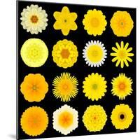 Big Collection of Various Yellow Pattern Flowers-tr3gi-Mounted Art Print